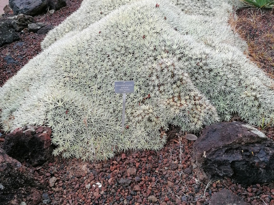 Jardín Botánico Viera y Clavijo景点图片