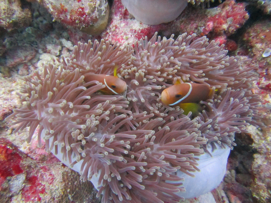 Dive Ocean Dhuni Kolhu-杜妮可鲁岛必去景点