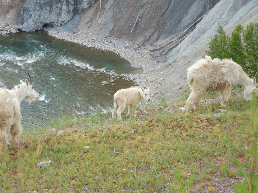 Goat Lick Overlook