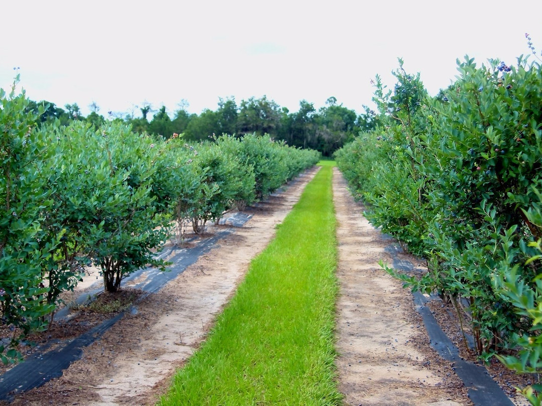 Rooney's Front Porch Farm
