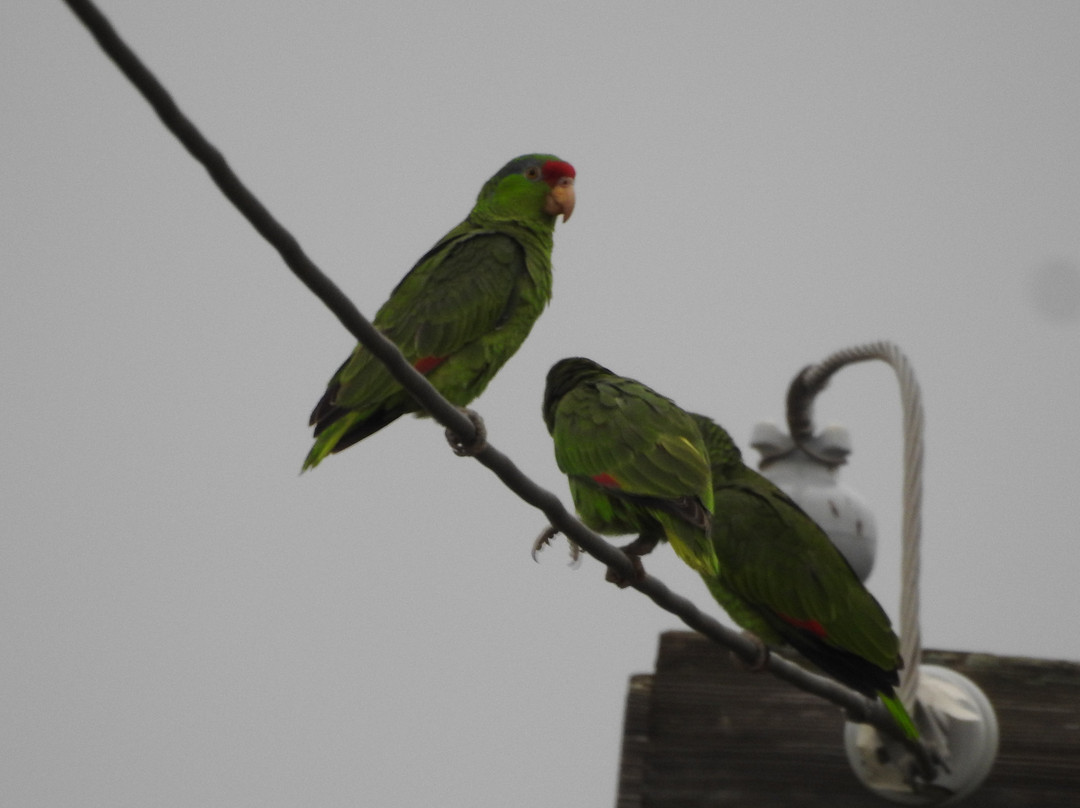 布朗斯维尔旅游景点-Joe and Tony Oliveira Park