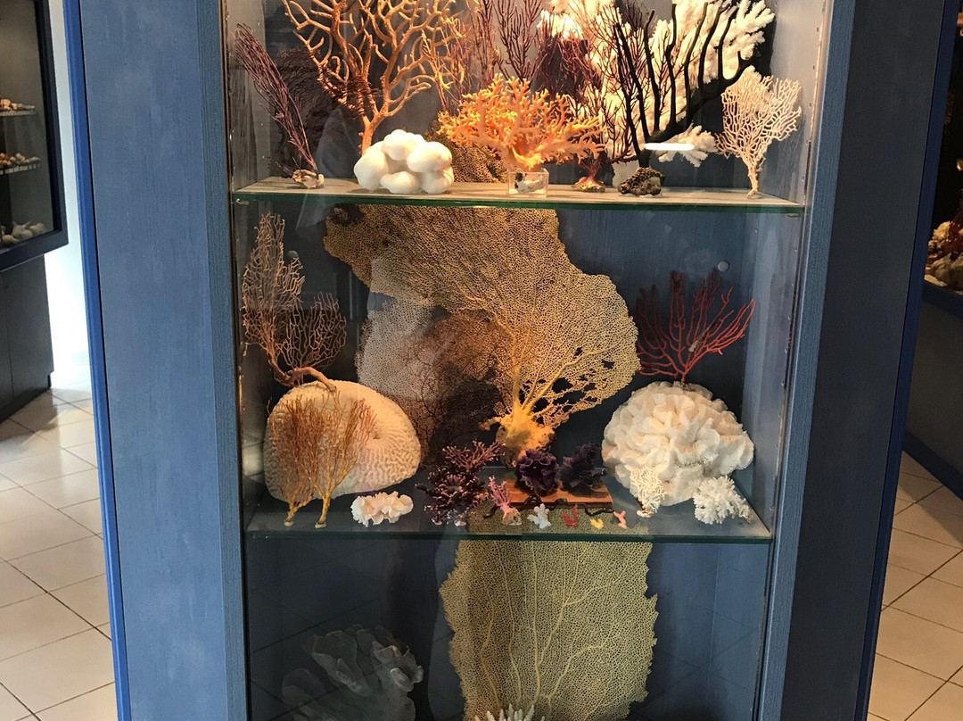 Musee des Coquillages-圣让卡弗尔拉必去景点