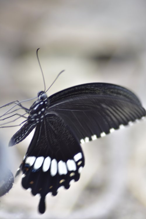 Bardia Jungle Safari-巴迪亚国家公园必去景点