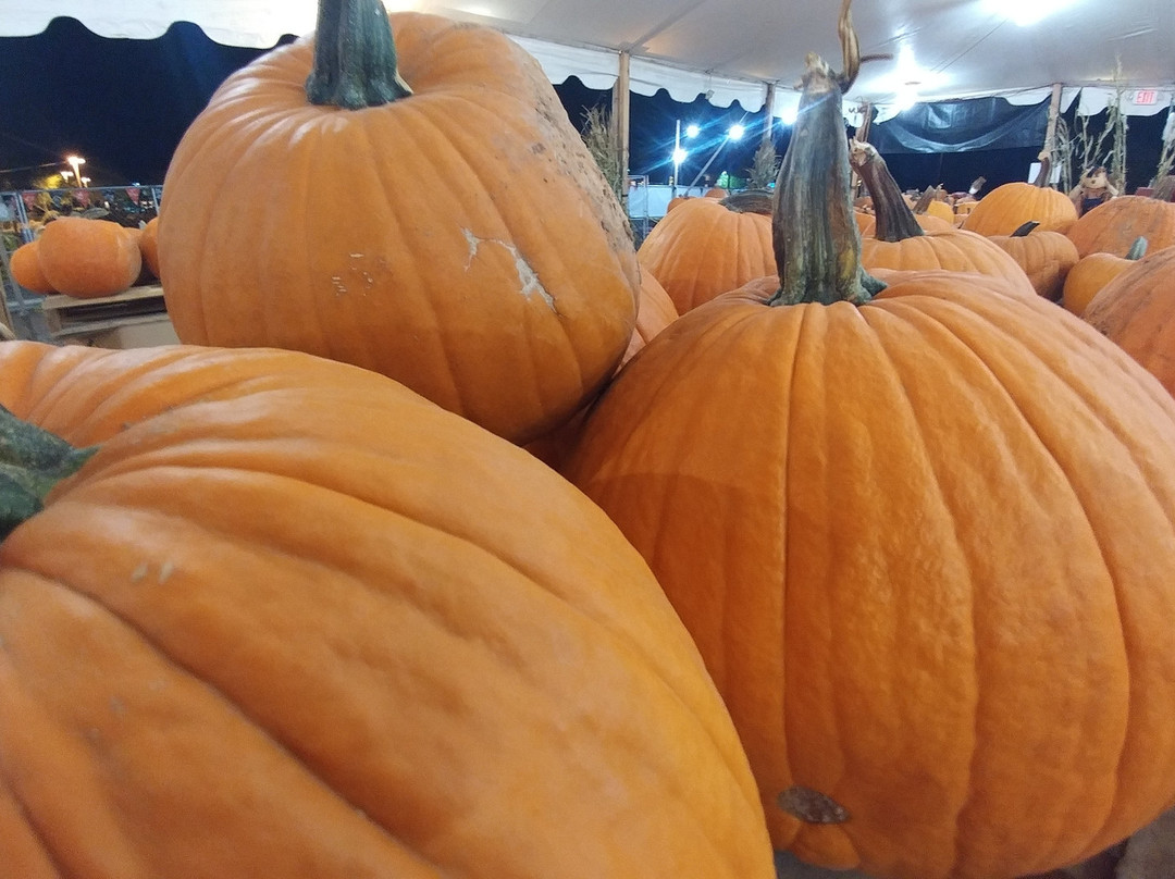 Arizona Pumpkin Patch-钱德勒必去景点
