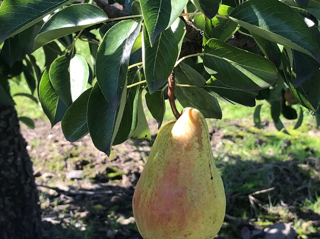 Wy'East Vineyards-胡德里弗必去景点