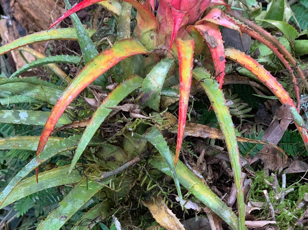 Margay - Reserva Natural & Lodge de Selva主图