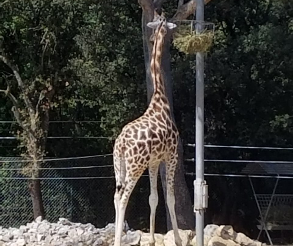 Parc de Lunaret - Zoo de Montpellier景点图片