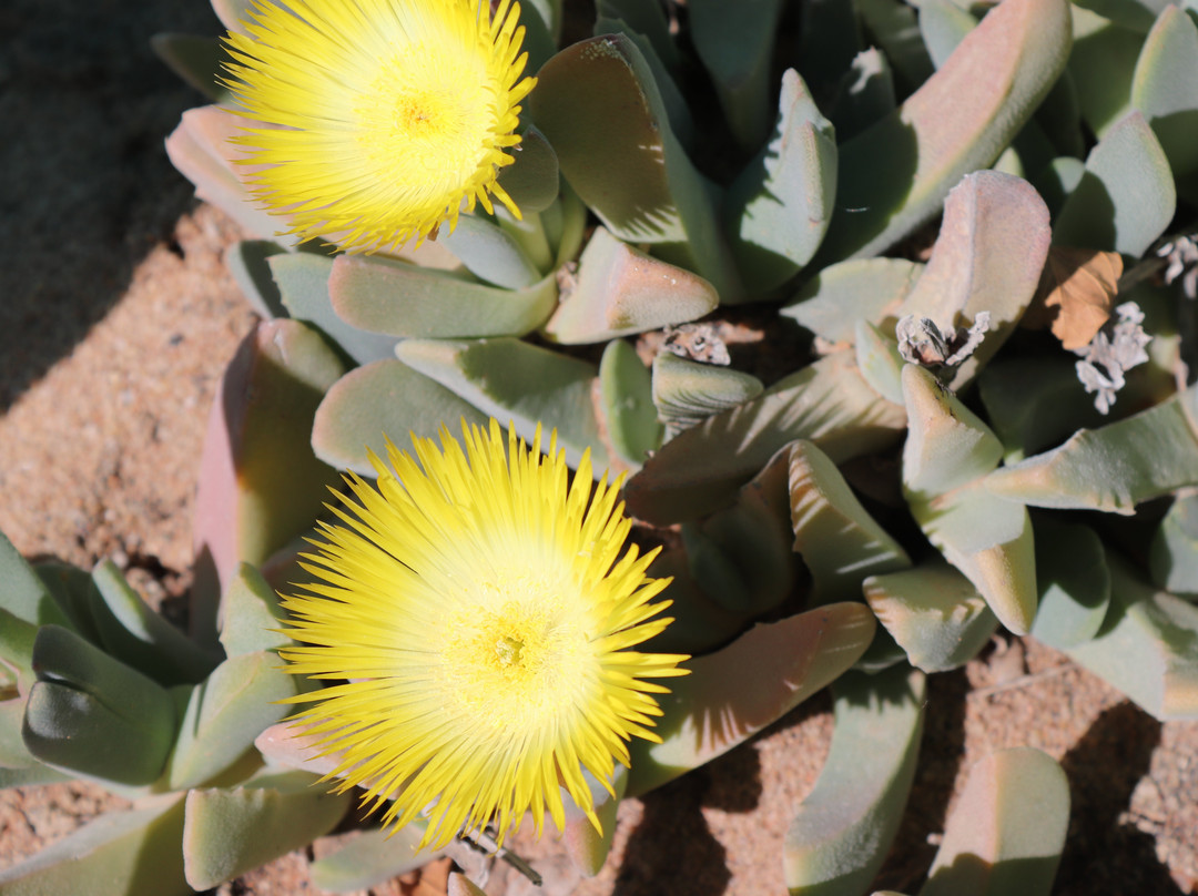 Kokerboom Kwekery Nursery-Vanrhynsdorp必去景点