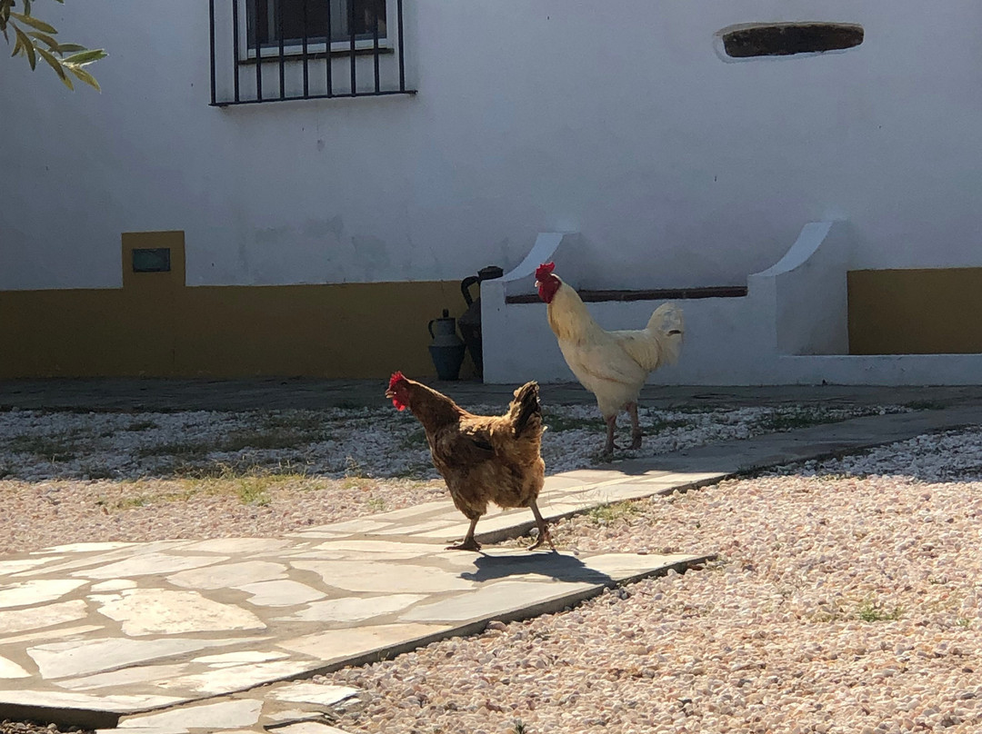 Monte dos Vicentes主图