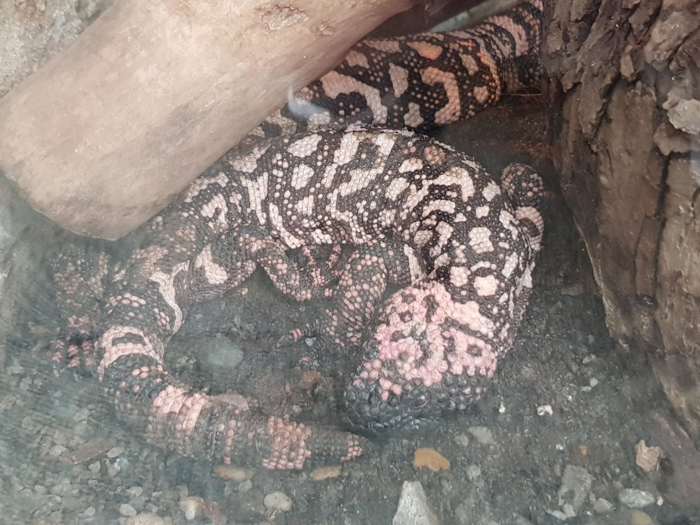 Malmo Reptile Center-马尔默必去景点