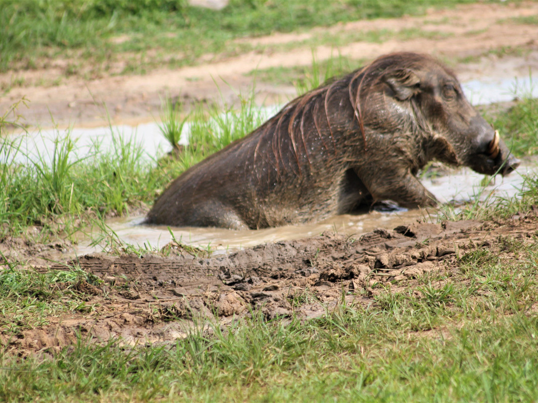 Watalii Safaris-坎帕拉必去景点