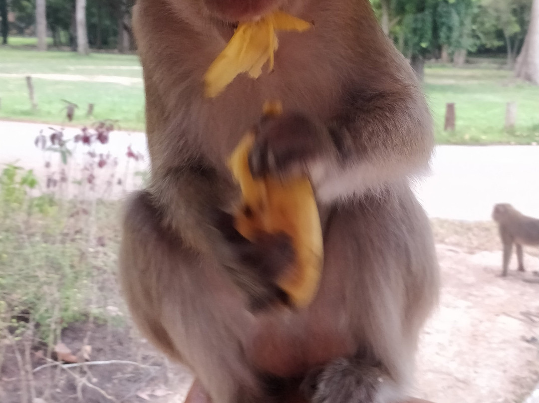 Best Siem Reap Tuk Tuk景点图片