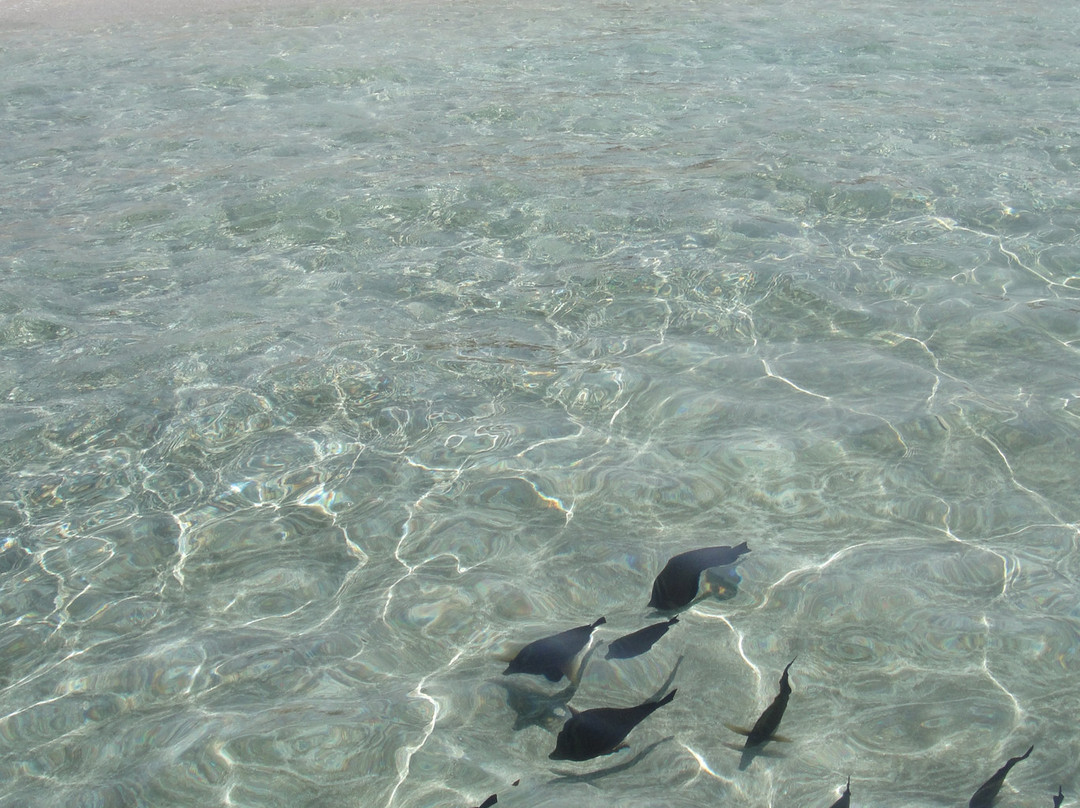 Abu Dabbab Beach-马萨阿拉姆必去景点