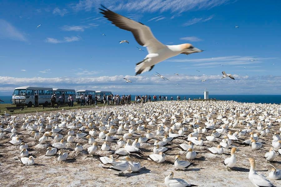 Gannet Safari and Wine Tour Combo - Cape Kidnappers景点图片