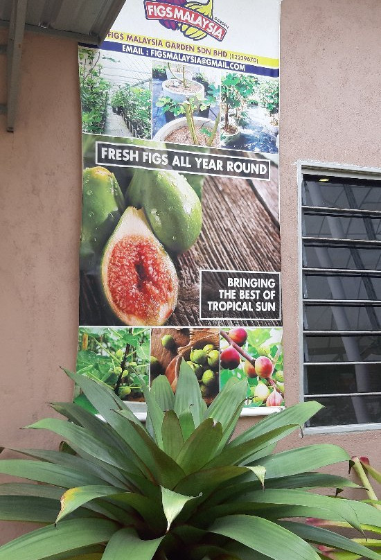 Fig Malaysia-武吉丁宜高原必去景点