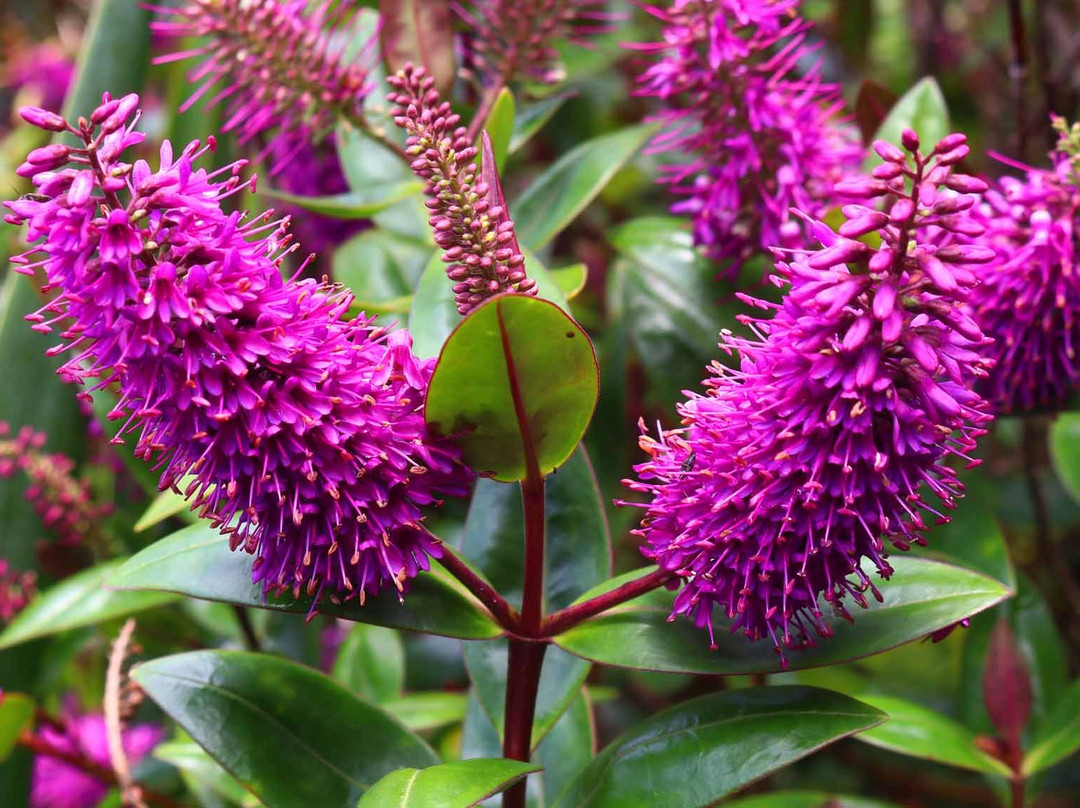 Carreg Dhu-St Mary's必去景点