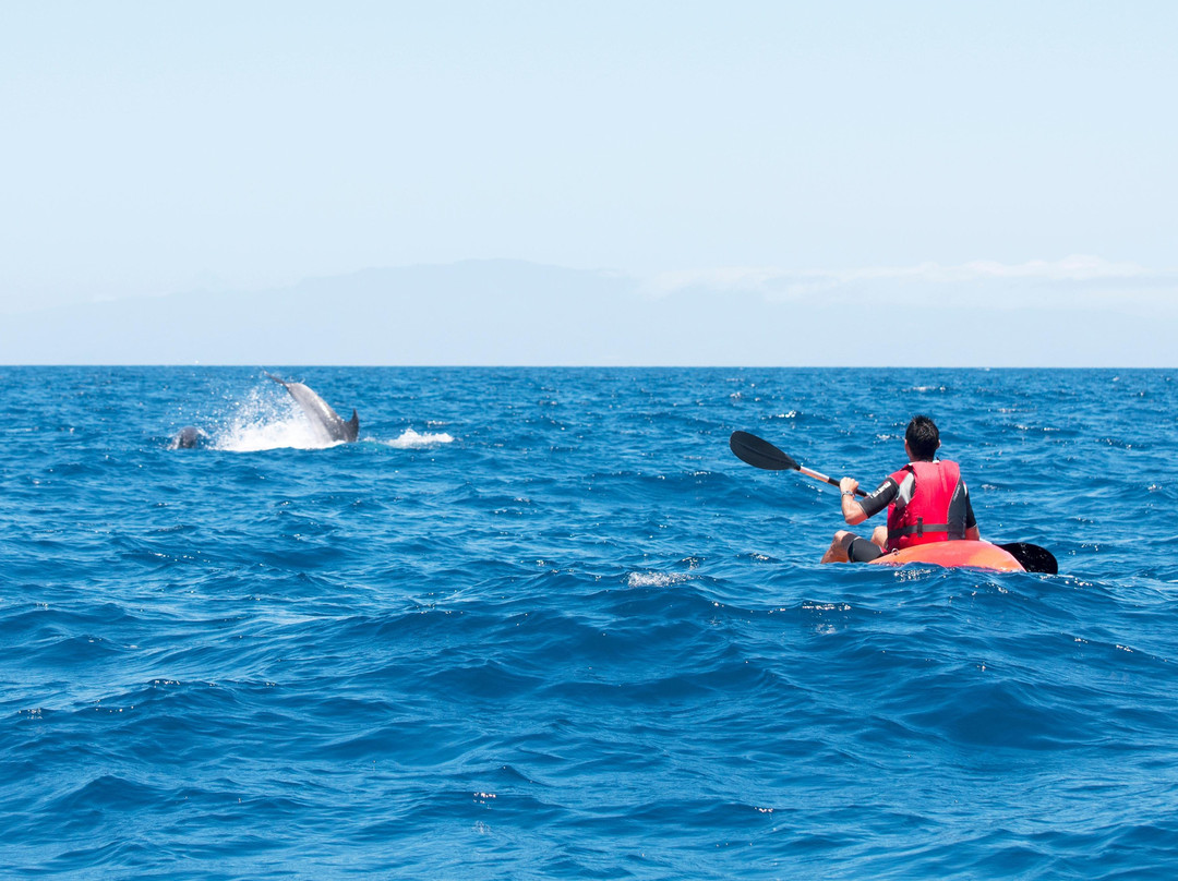 Sea Adventure Dive Club Tenerife-Palm-Mar必去景点