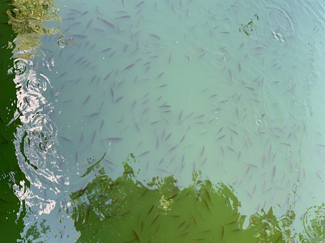 Lukomorye City Park-萨拉托夫必去景点