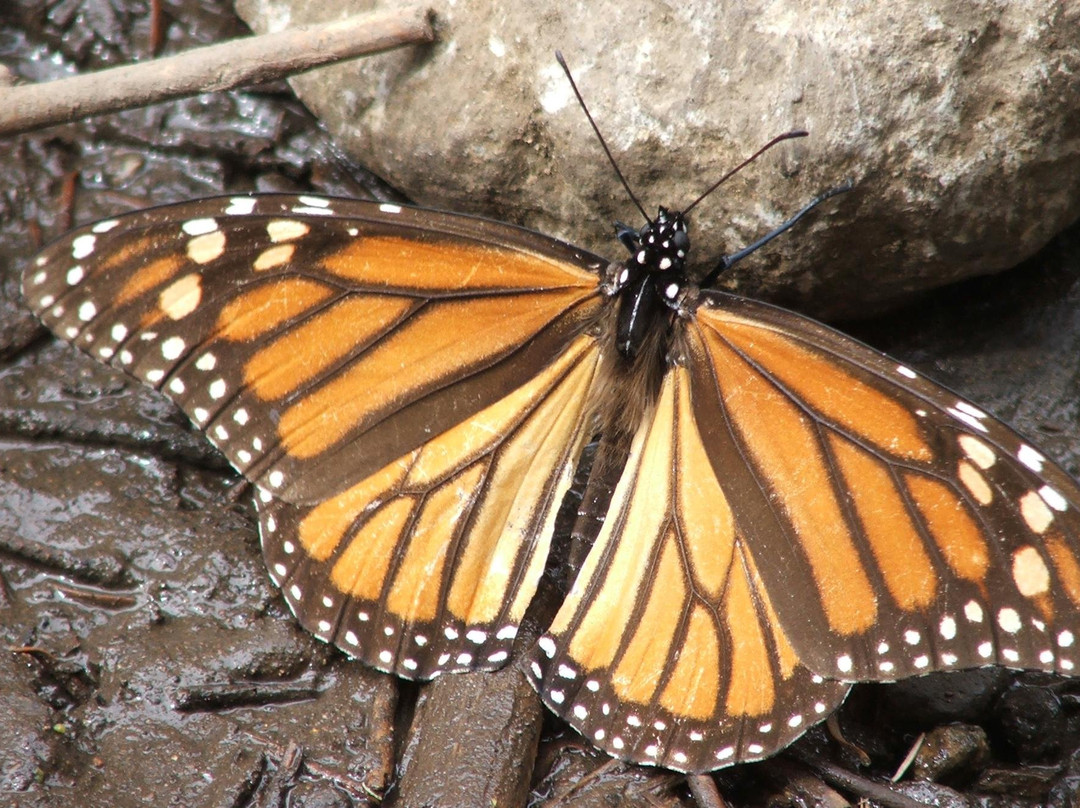 Flip Flop Nomad Tours-Melaque必去景点
