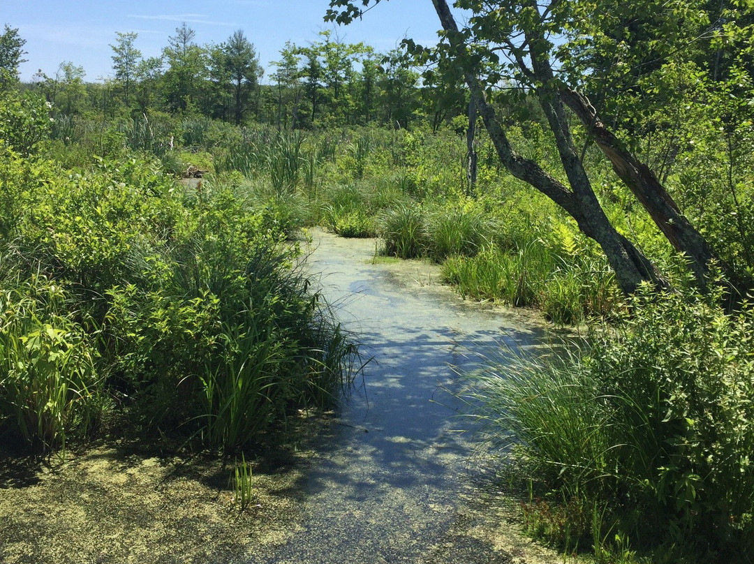 Danvers Wenham Swampwalk-Wenham必去景点