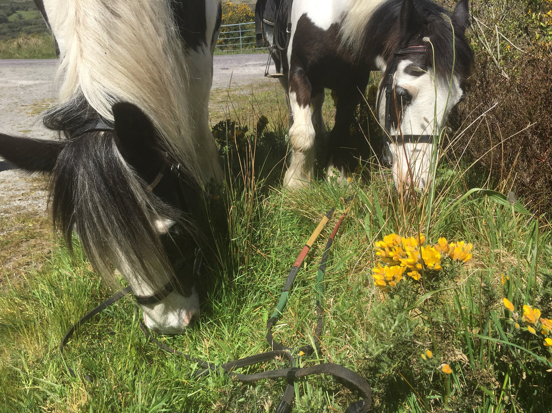 Bantry Pony Trekking景点图片