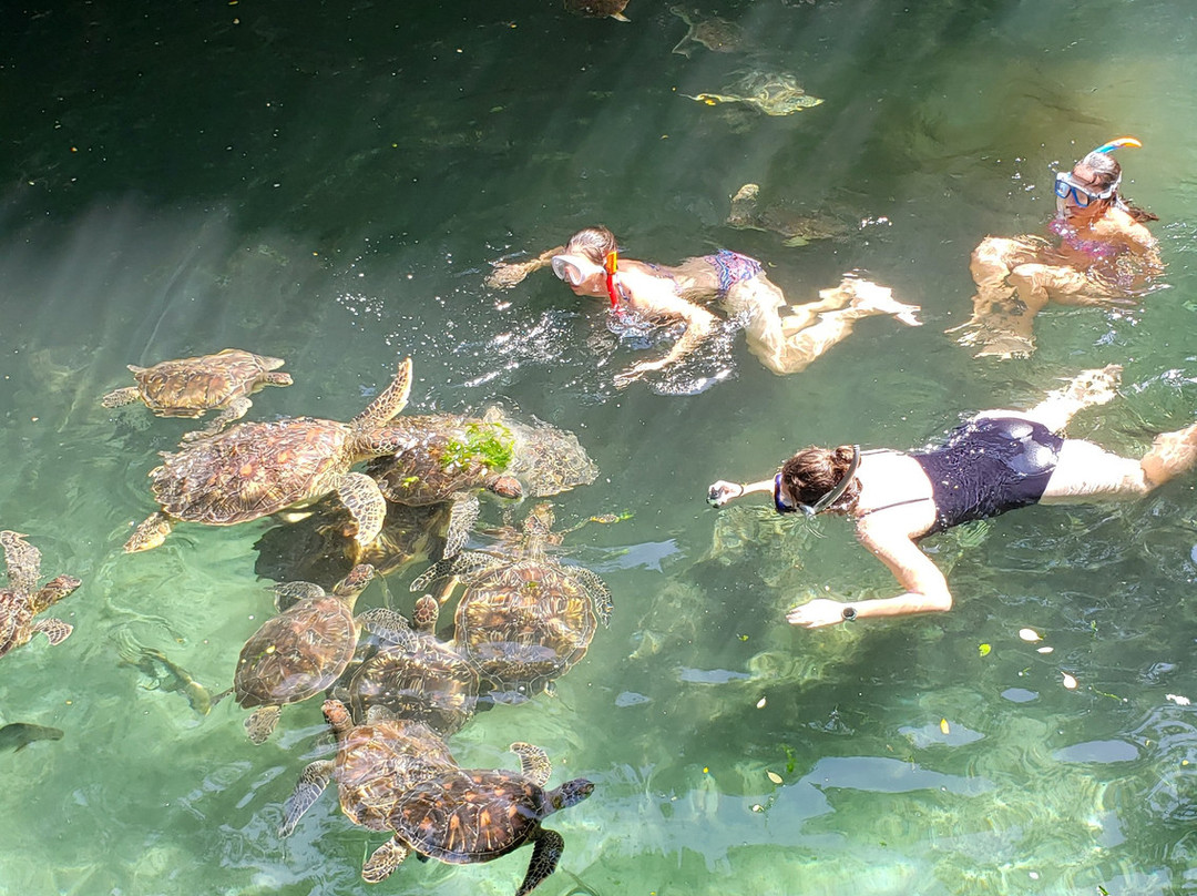 Baraka Natural Aquarium - Nungwi-孥归必去景点