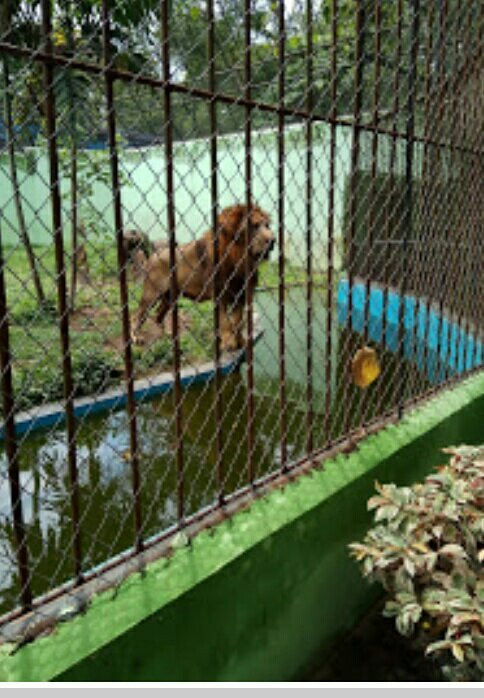 Rimbo Park Zoo景点图片