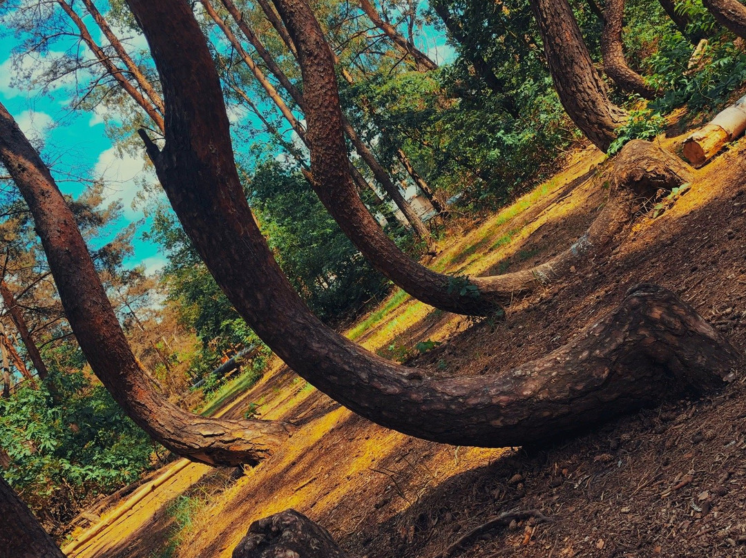 Crooked Forest景点图片