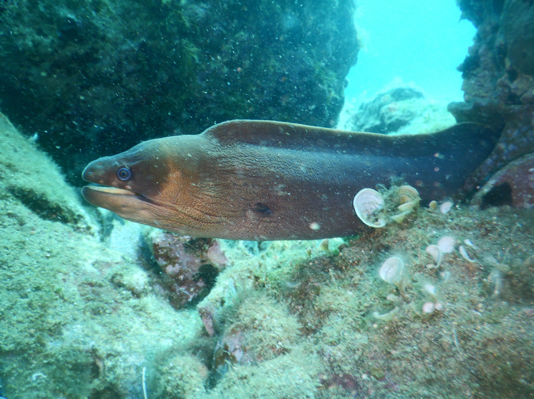 Hippocampus Dive Centre-巴厘必去景点