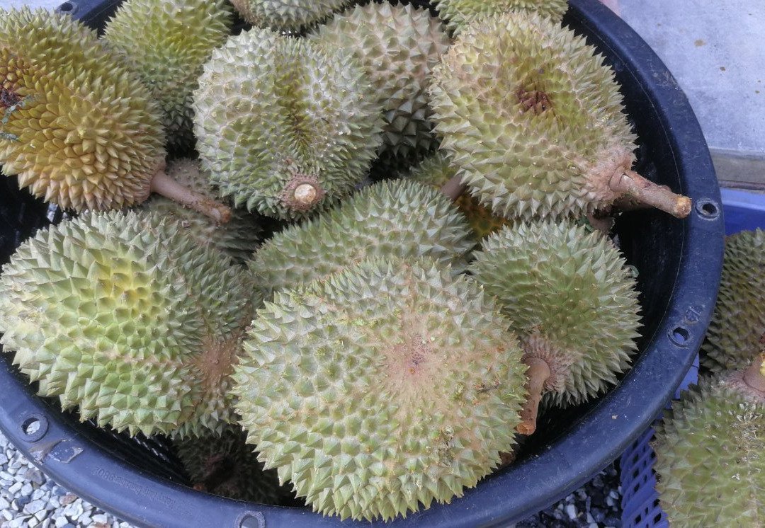 Jimmy's Durian Orchard景点图片