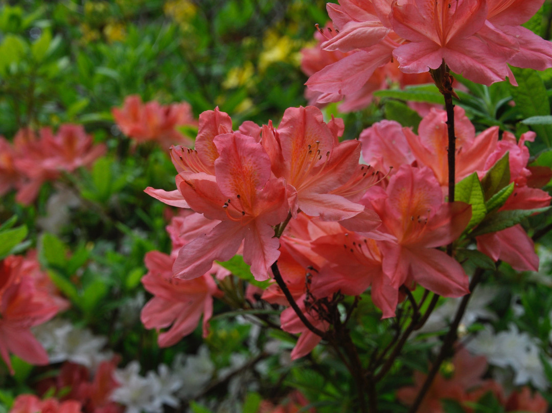 Bargany Gardens景点图片