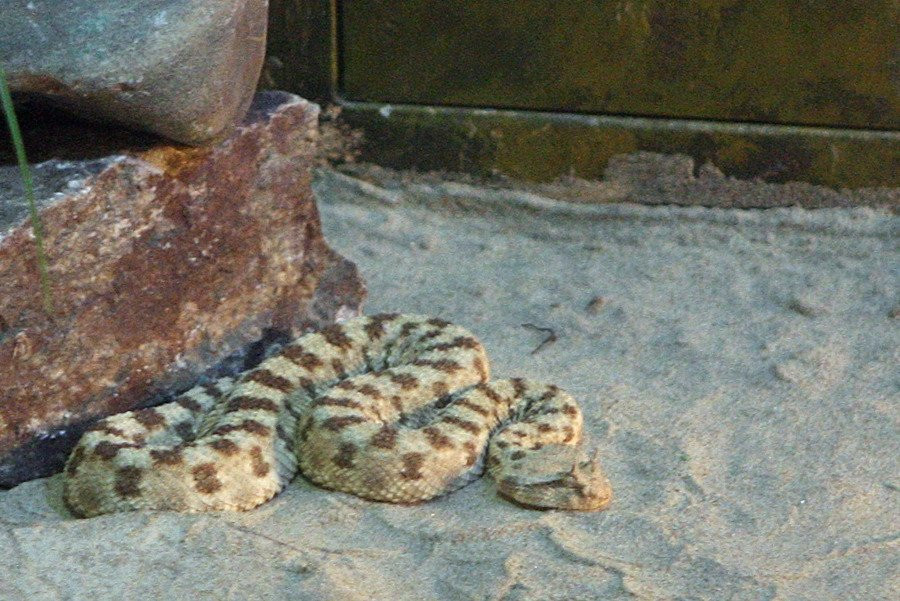 Hampyeong Herptile Eco Park-咸平郡必去景点