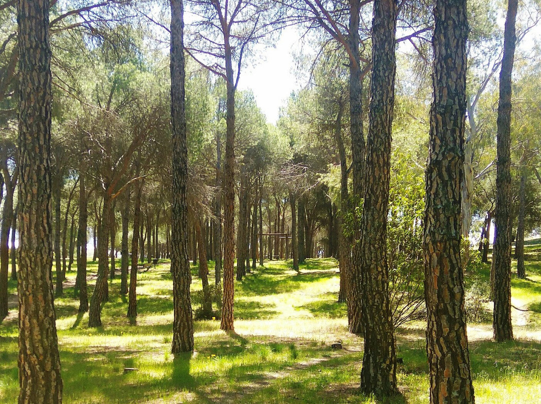 Parque Forestal El Gurugu景点图片