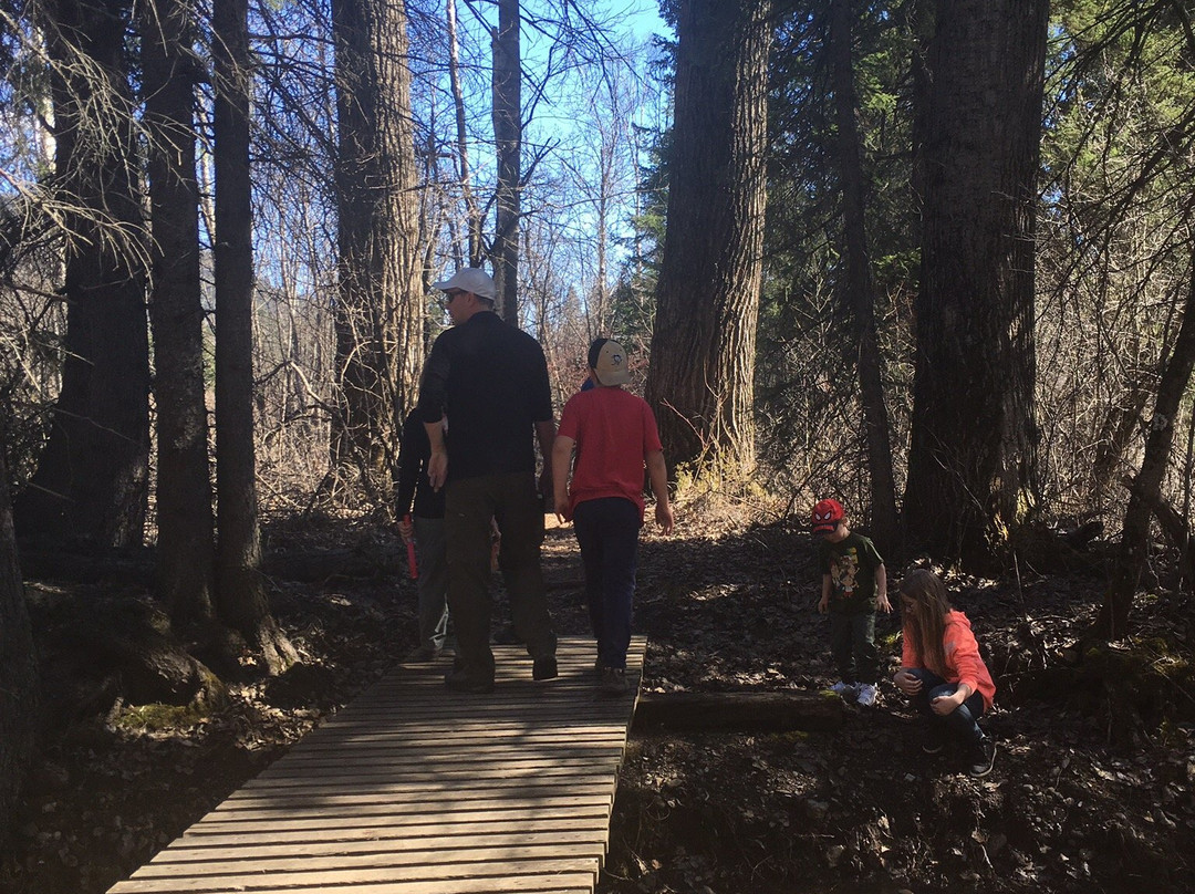 Ancient Cottonwood-弗尼必去景点
