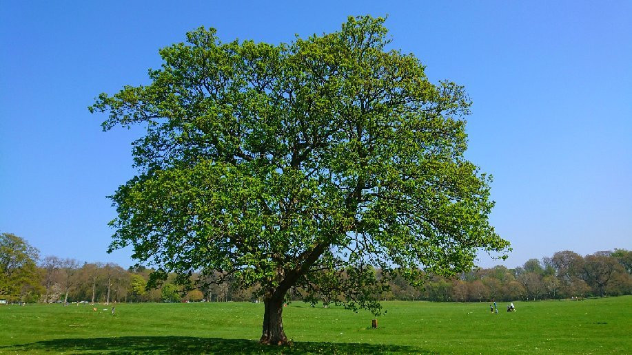 Camperdown Country Park景点图片