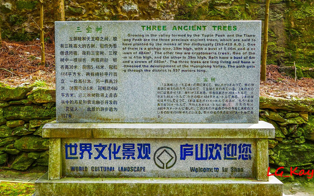 三宝树-九江市必去景点