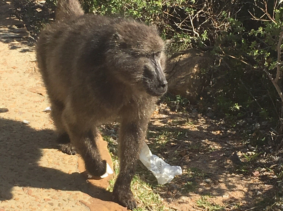 Daytrippers-开普敦中心区必去景点