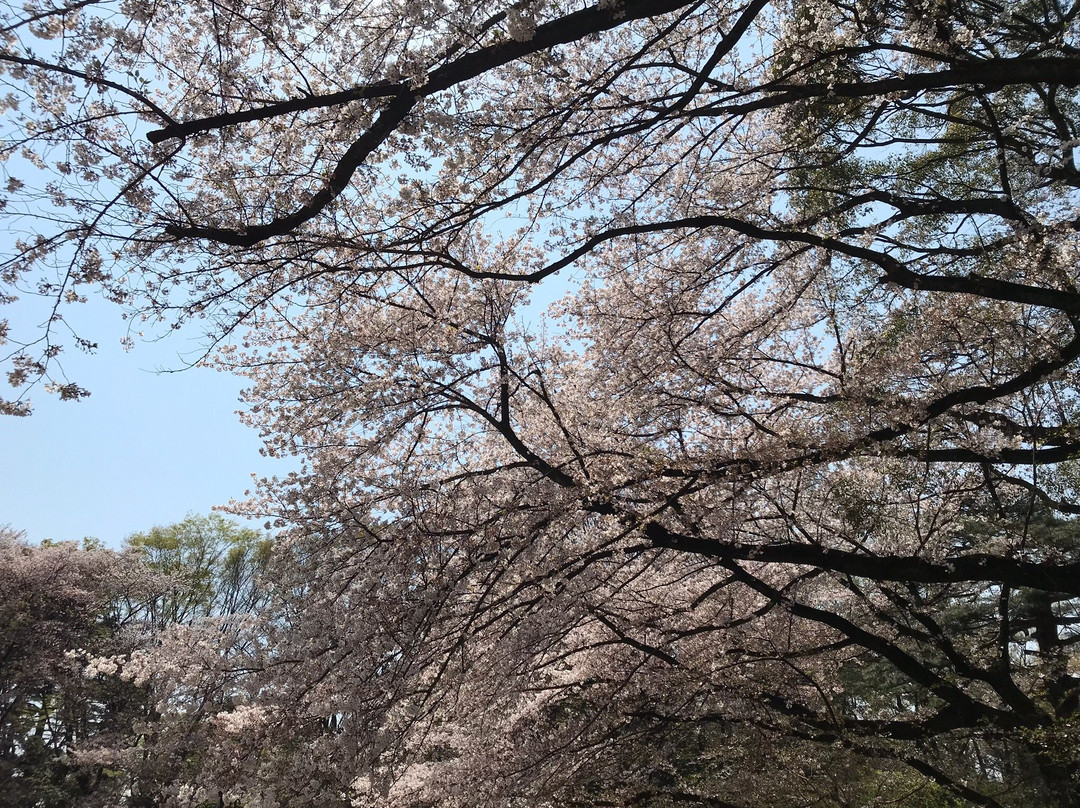 Former Maeda Residence Hontei Wakan景点图片