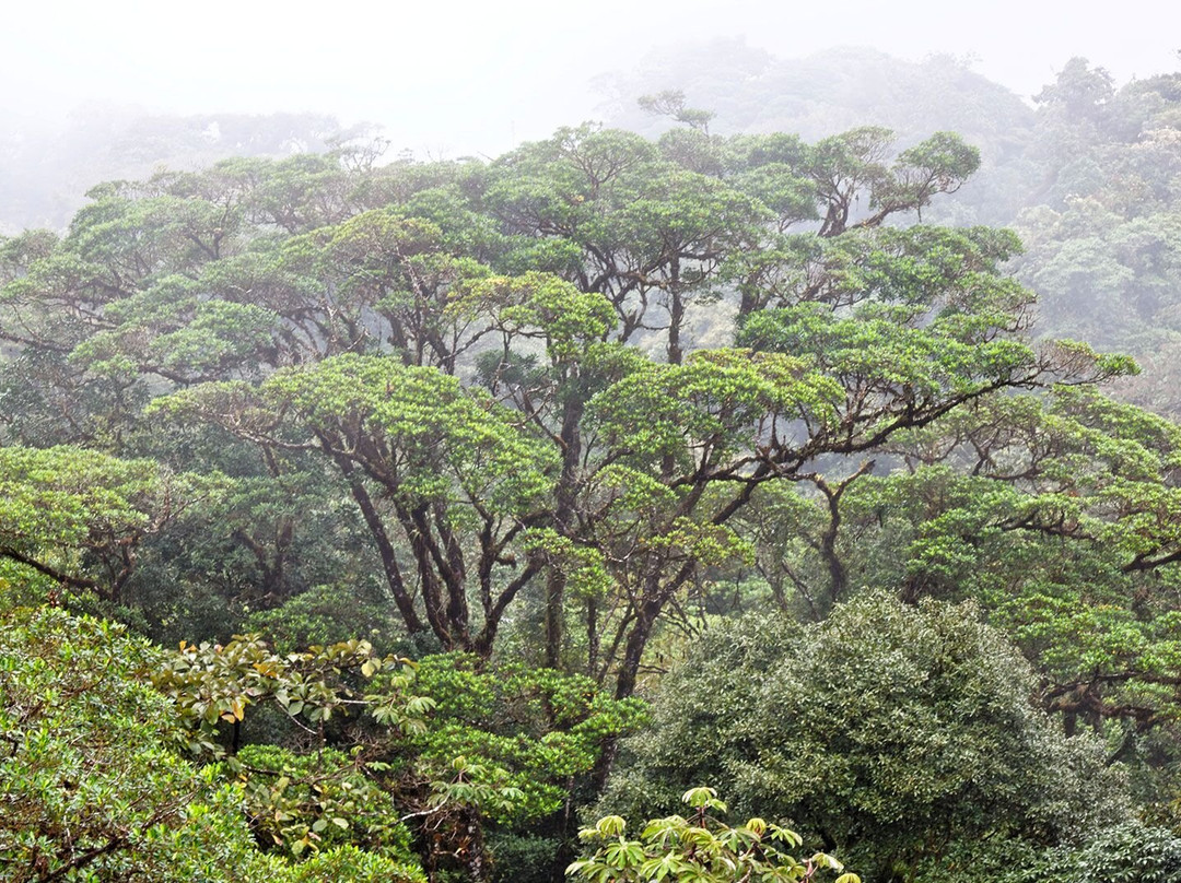 El Silencio de Los Angeles Cloud Forest Reserve景点图片