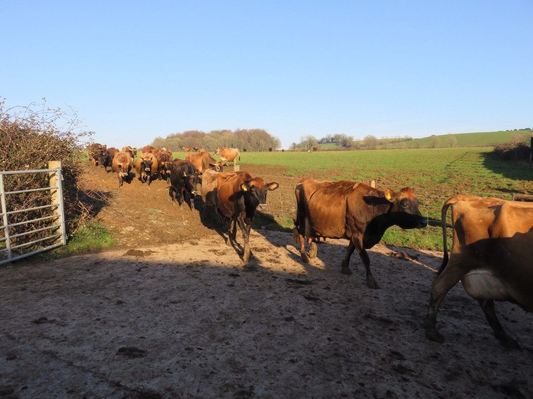 Dartington Dairy @ Old Parsonage Farm景点图片