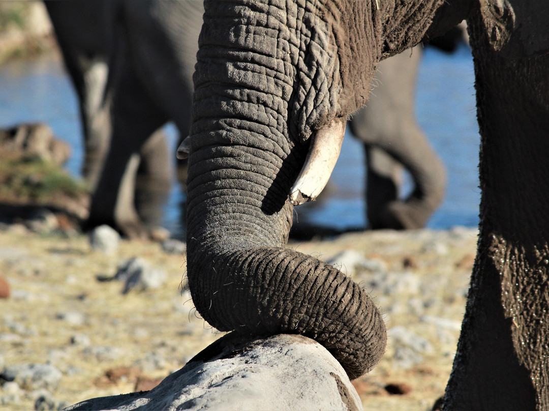 Rafiki Tours and Safaris-温德和克必去景点