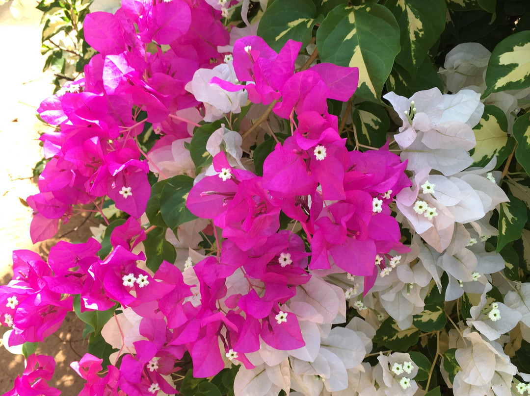 Shangri-Lanka Village主图