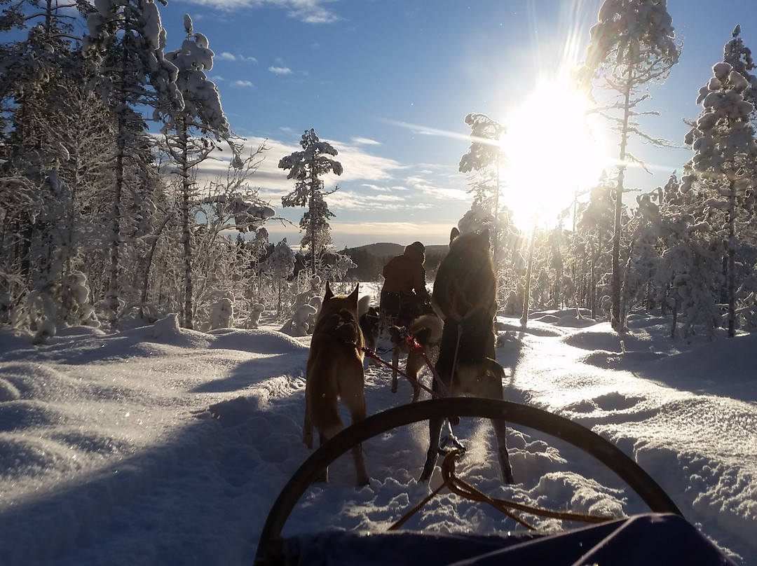 Sweden Husky Tours景点图片
