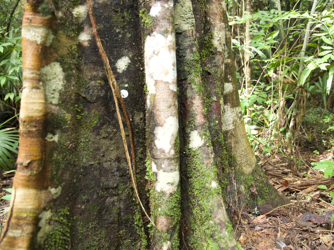 Jolie Jungle Eco Hotel主图