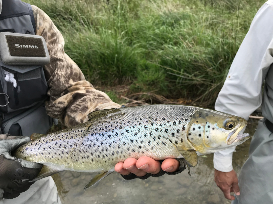 Hatch Fly Fishing-瓦纳卡必去景点