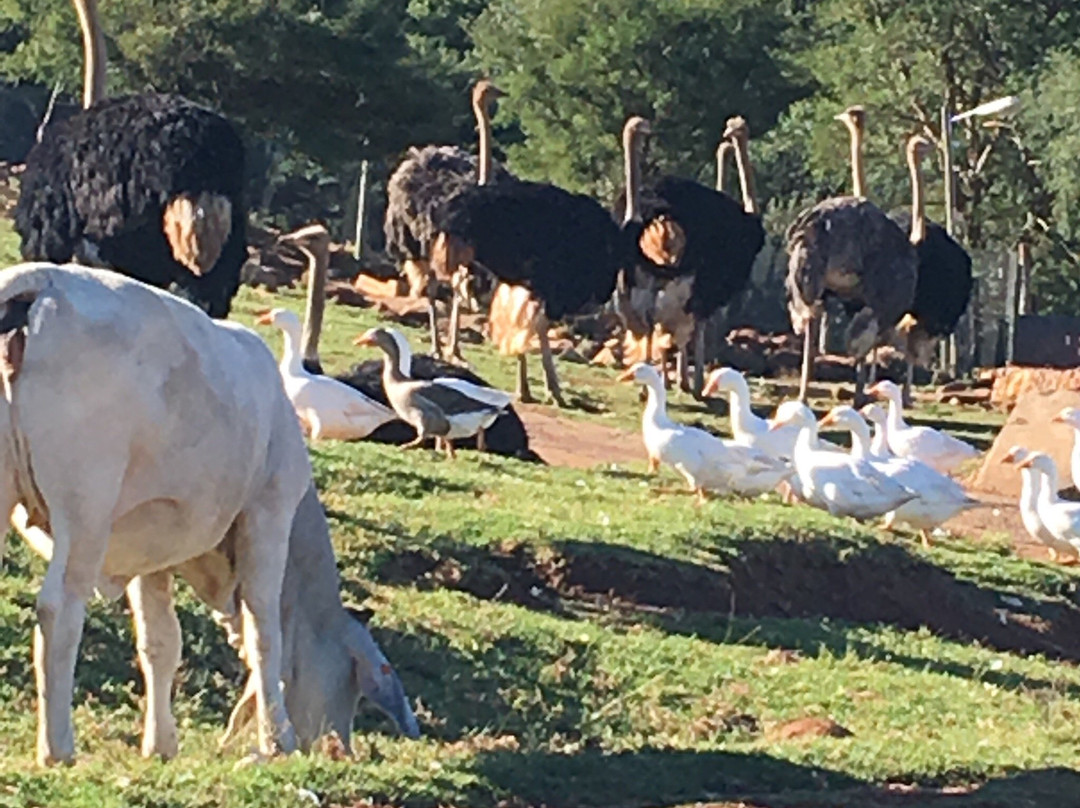 Koubad Farm Lodge主图