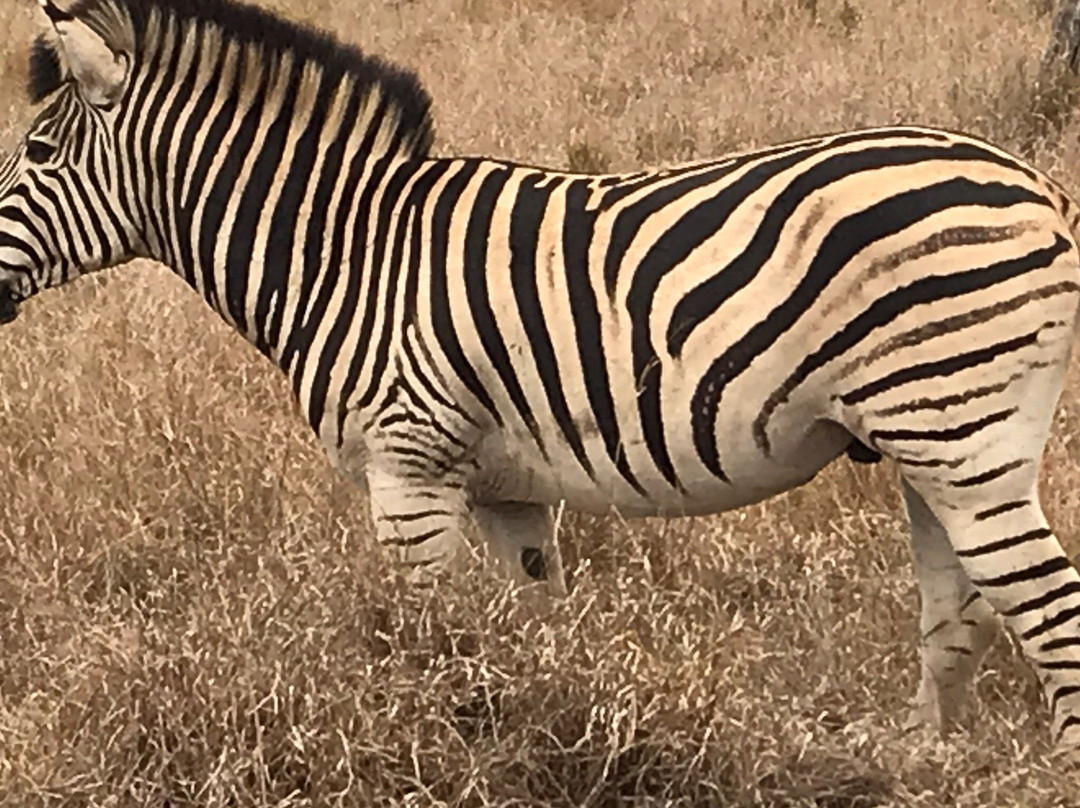 Kruger Pride Safaris景点图片