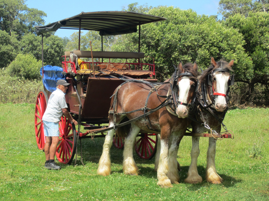 Culla & Co Horse & Carriage Tour景点图片