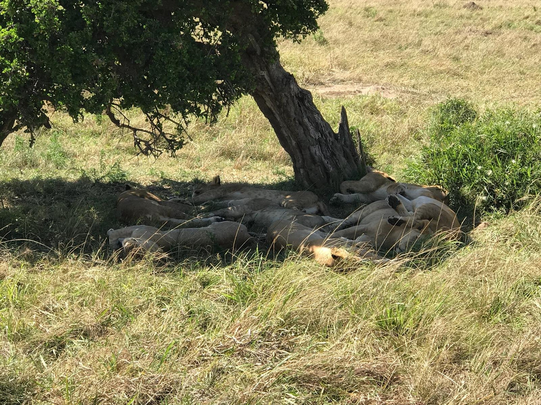 Mara Sun Lodge主图