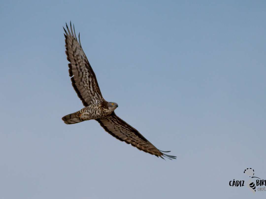 Cadiz Birding-塔里法必去景点